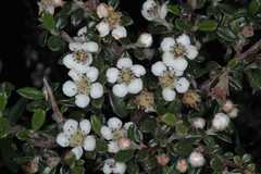 Cotoneaster microphyllus